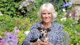 Camilla, Duchess of Cornwall Shares a Surprise Photo Costarring Her Dog Beth for 75th Birthday