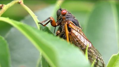 Cicadas in Virginia and North Carolina: Can dogs get sick from eating them?