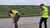 North Dakota researchers paint roadkill pink to reduce and mitigate wildlife-vehicle collisions