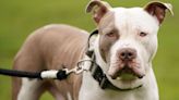 Every XL Bully owner given 30 days to act ‘or your dog will be seized’