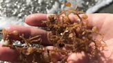 Will sargassum wreak havoc on SWFL beaches this summer?