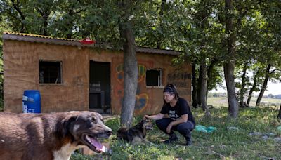 O plano da Turquia para acabar com milhões de cães de rua está a preocupar os activistas