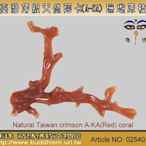 【東珠文物】臺灣頂級天然阿卡(A-KA)珊瑚原枝。 極紅深海珊瑚。7 gm。02540