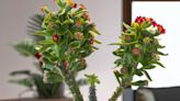 5 razones para tener la planta corona de cristo en casa; conozca sus cuidados