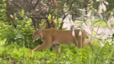 Just passing through: Bobcat strolls through yard on Whisper Drive in Worcester