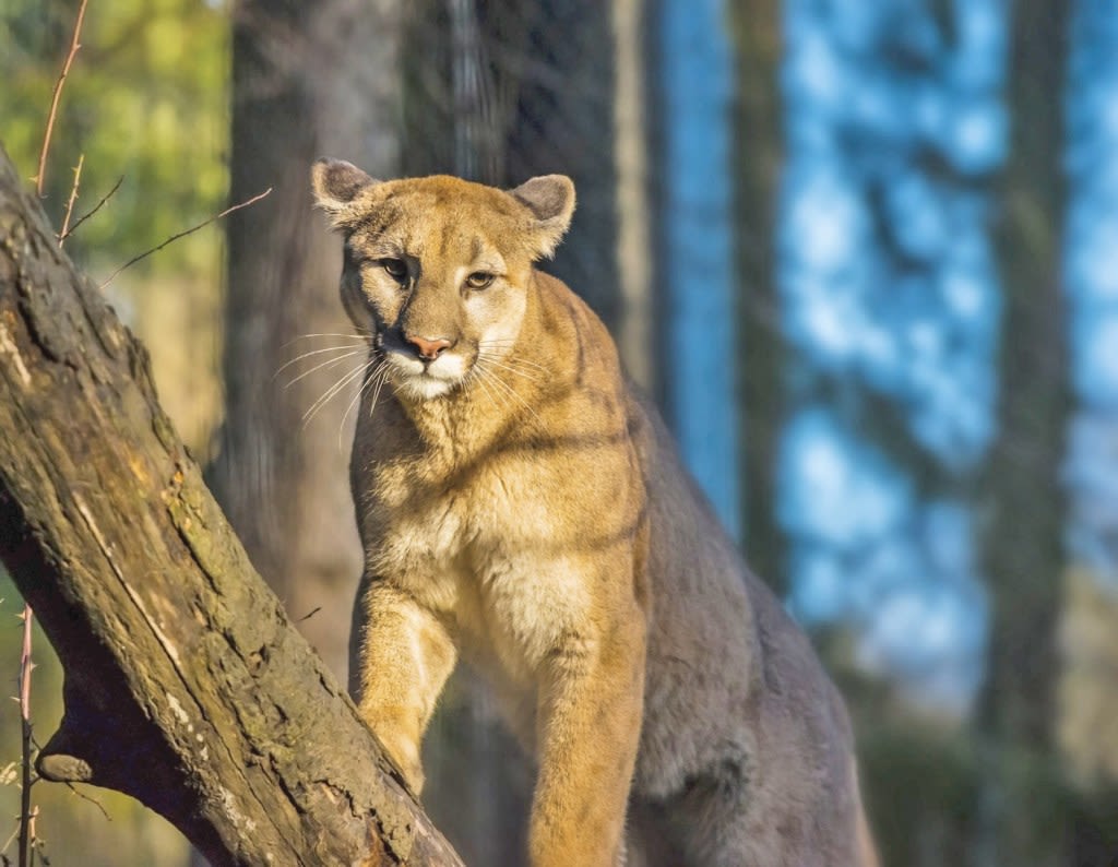 Mountain lion spotted Wednesday night in South San Jose