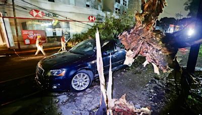 Intensas lluvias derriban 15 árboles en la CDMX