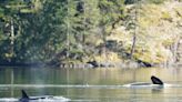 Orca calf swims out of lagoon after being trapped for a month