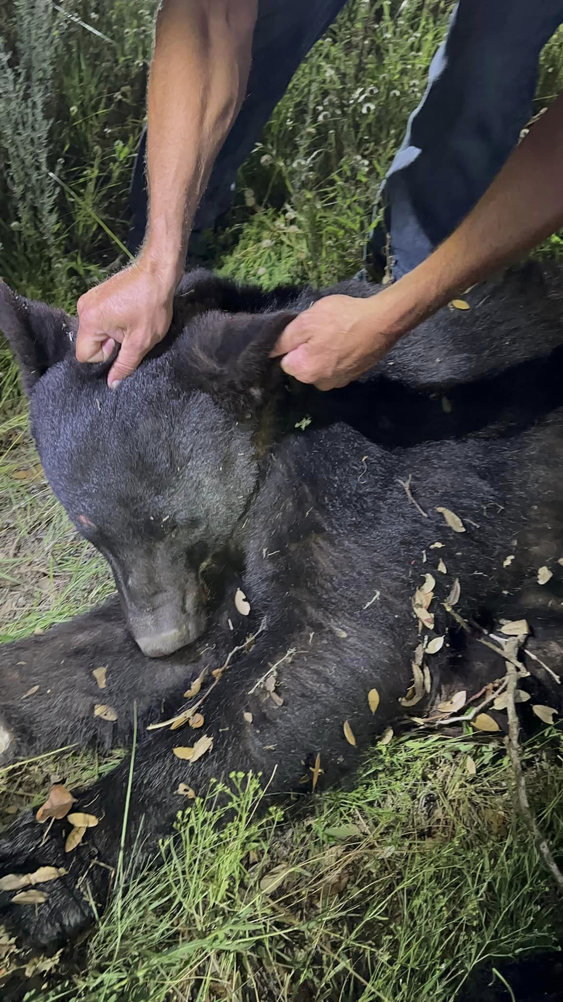 Hill Country motorist kills endangered black bear on National Black Bear Day