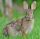 Eastern cottontail