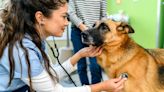 Liver and Gallbladder Cancer in Dogs: Symptoms, Causes, & Treatments