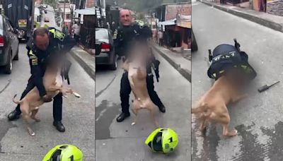 Policía disparó a un perro de raza pitbull en medio de un operativo en Manizales