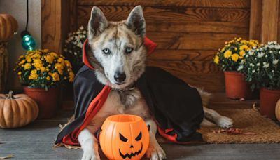 15 Halloween costumes for dogs that'll have tails wagging