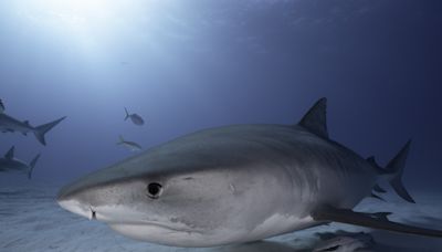 Underwater volcanoes made sharks more fierce: scientists