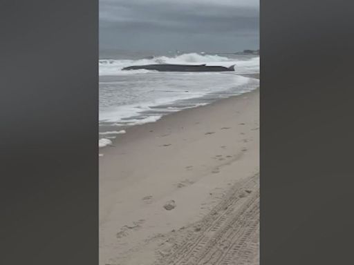 Beached whale found on Delaware shore