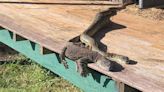 Amigos de miedo; captan pitón y lagarto tomando sol juntos