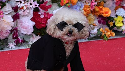 Designer Anthony Rubio unveils Pet Gala with 18 dogs on red carpet