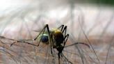 With all this rain, mosquitos are back in Twin Cities with a vengeance