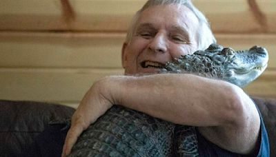 Wally the emotional support alligator is missing, owner says