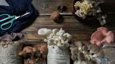 【在家種菜2】菇菇栽培研究室真實版！50元買「豐年農場」太空包 竟能收成3次以上