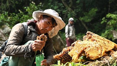 Nepal's 'mad honey' harvest threatened by climate change