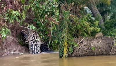 Vídeo: onça entra em confronto com jacaré em rio do Pantanal