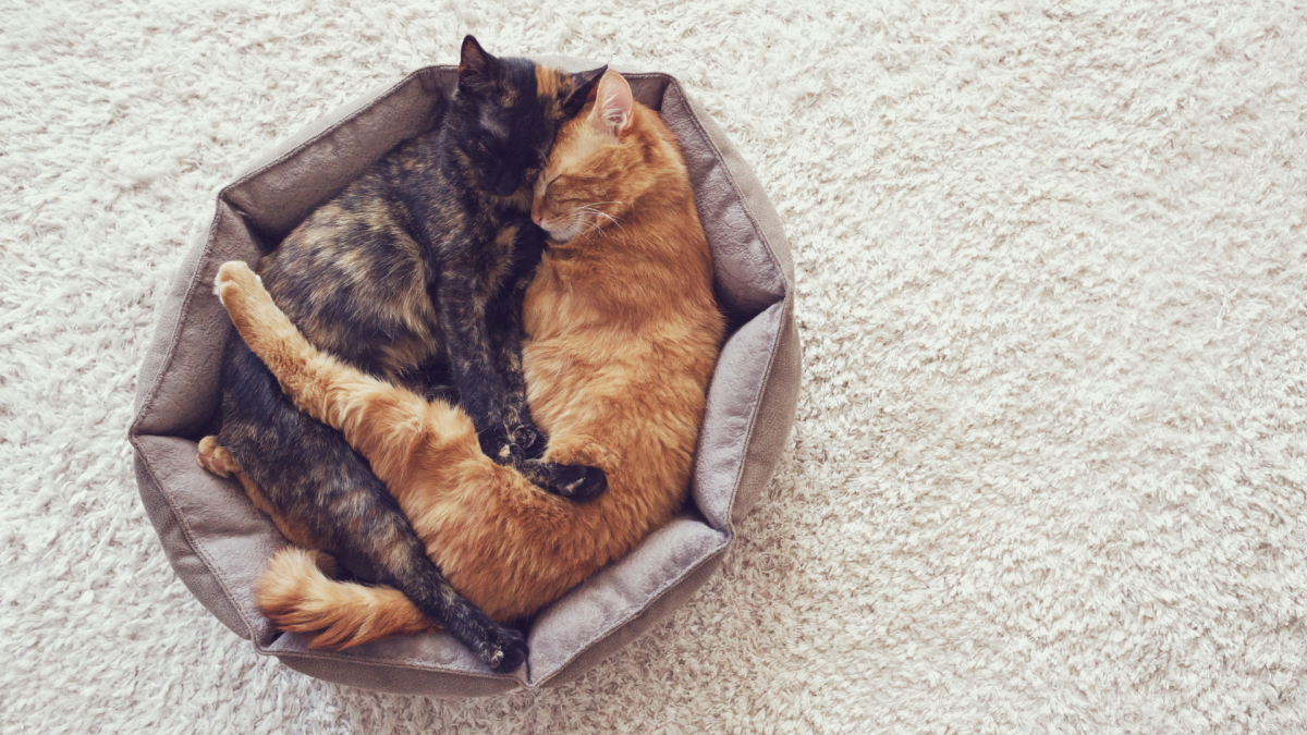 Woman Is Speechless After Walking in on Her Cats Hugging