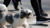 Jornada de Adopción Canina: Dale un hogar a un amigo fiel