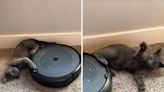 Cat owners thought their Roomba was broken, until they discovered the truth