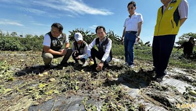 上午大太陽、下午雷陣雨 台南仁德瓜農收成泡湯