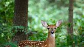 Whitetail fawning season means deer are on the move, public reminded to leave fawns alone - Outdoor News