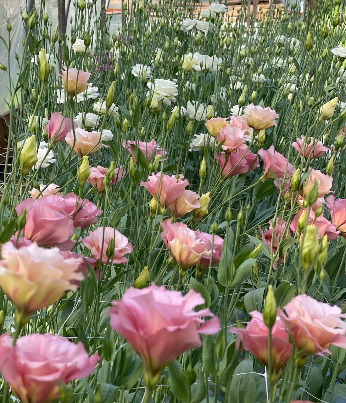 From snapdragons to sunflowers, here are 4 flower farms to pick from in Central Jersey