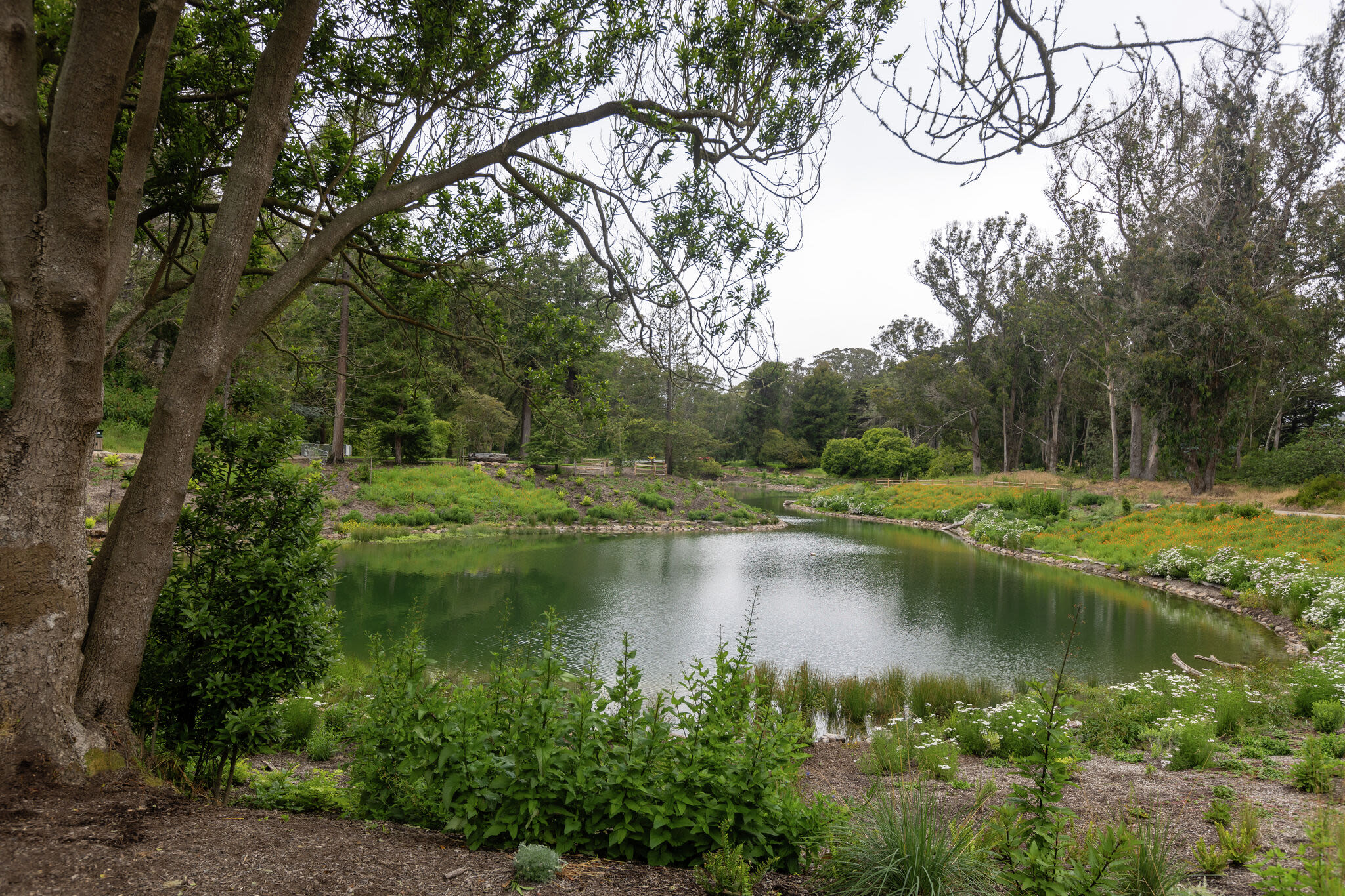 Golden Gate Park tests new visitor feature at renovated lake