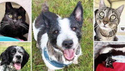 5 pets at RSPCA Essex who are searching for their forever homes