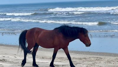 Outer Banks wild stallion hit and killed on the beach; Chesapeake couple charged