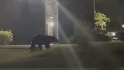 Bear spotted in Hillsborough neighborhoods remains uncaptured
