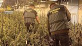 La Guardia Civil desmantela en Turégano la mayor plantación indoor de marihuana en Castilla y León