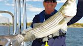 Dave Monti: New striped bass filleting regulations in effect