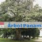 Arbol Panama