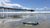 Blue jellyfish-looking creatures are back on San Diego beaches