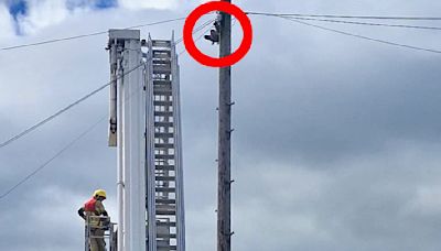 Firefighters rescue of a seagull from a telegraph pole