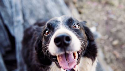 Día del Animal: El increíble impacto en la salud mental de ser "padre de mascotas"