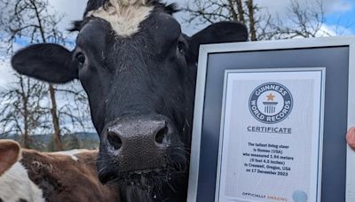 Del matadero al récord Guinness: Romeo, el toro rescatado que conquistó el trono del ovillo más alto del mundo