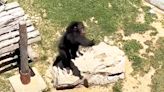 Zoo Chimpanzee Delights Visitors by Expertly Tossing Back Sandal That Fell into His Enclosure