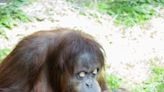 Batu, an orangutan at the Woodland Park Zoo is expecting