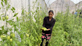 La participación de mujeres en actividades agropecuarias se reduce y sus condiciones de trabajo siguen sin mejorar