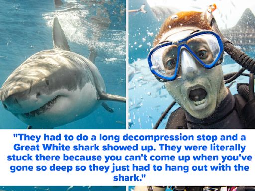 Shark Divers Are Sharing Their Wildest Dive Stories And OMG, I'm At The Edge Of My Seat