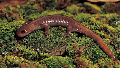 「微笑精靈」最高棲地！山椒魚特展玉山園區開跑