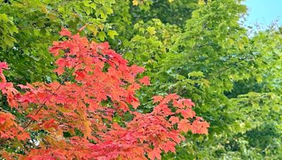 ‘Bursts of early autumnal color’ starting in Monongahela National Forest