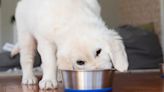 Nutra Complete: Has the Dog Food Brand Issued a Recall in 2024?